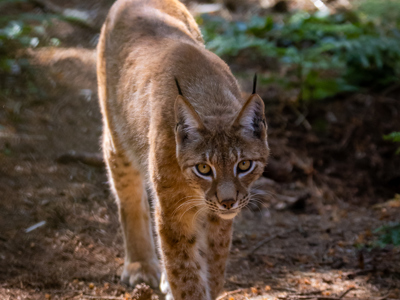 New Forest Wildlife Park 2023 30