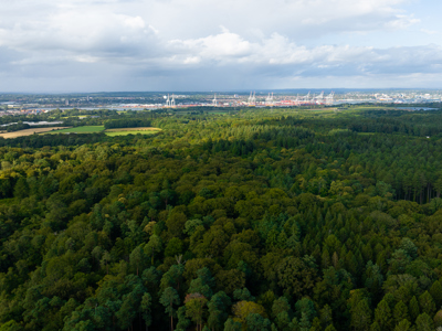 Picture of the New Forest National Park from a drone