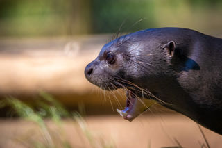 Giant New Forest Wildlife Park 2023 21