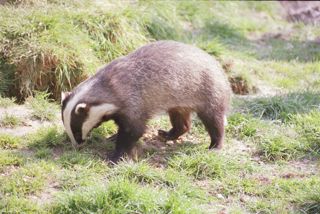 Badger 3