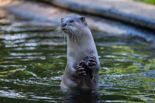New Forest Wildlife Park 85