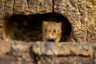 Harvest Mouse
