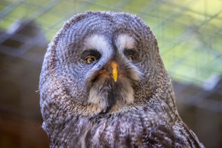 New Forest Wildlife Park 2023 01