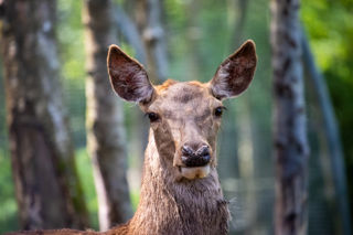 New Forest Wildlife Park 2023 103
