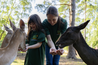 Animal Experiences New Forest