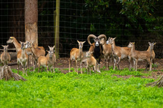 Mouflon