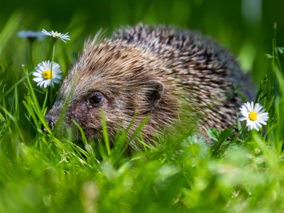 Hedgehog