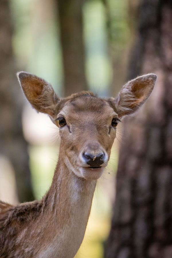 New Forest Wildlife Park 2023 70