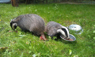 Badgers2
