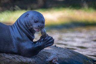 Giant Otter