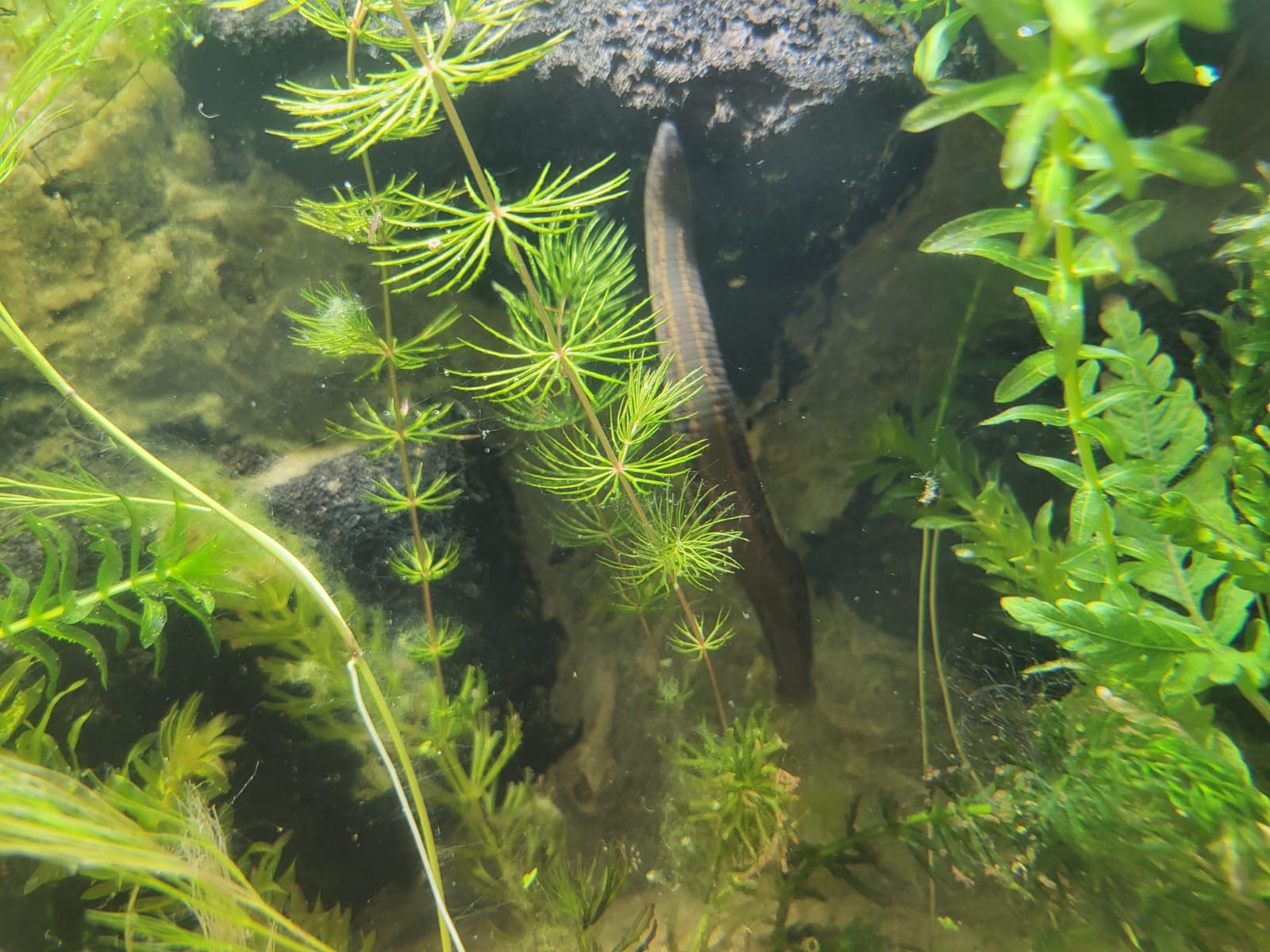 A3f14e37 B5e8 4B36 Accf 1F40bee7295c