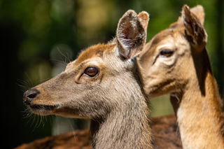 Sika Deer