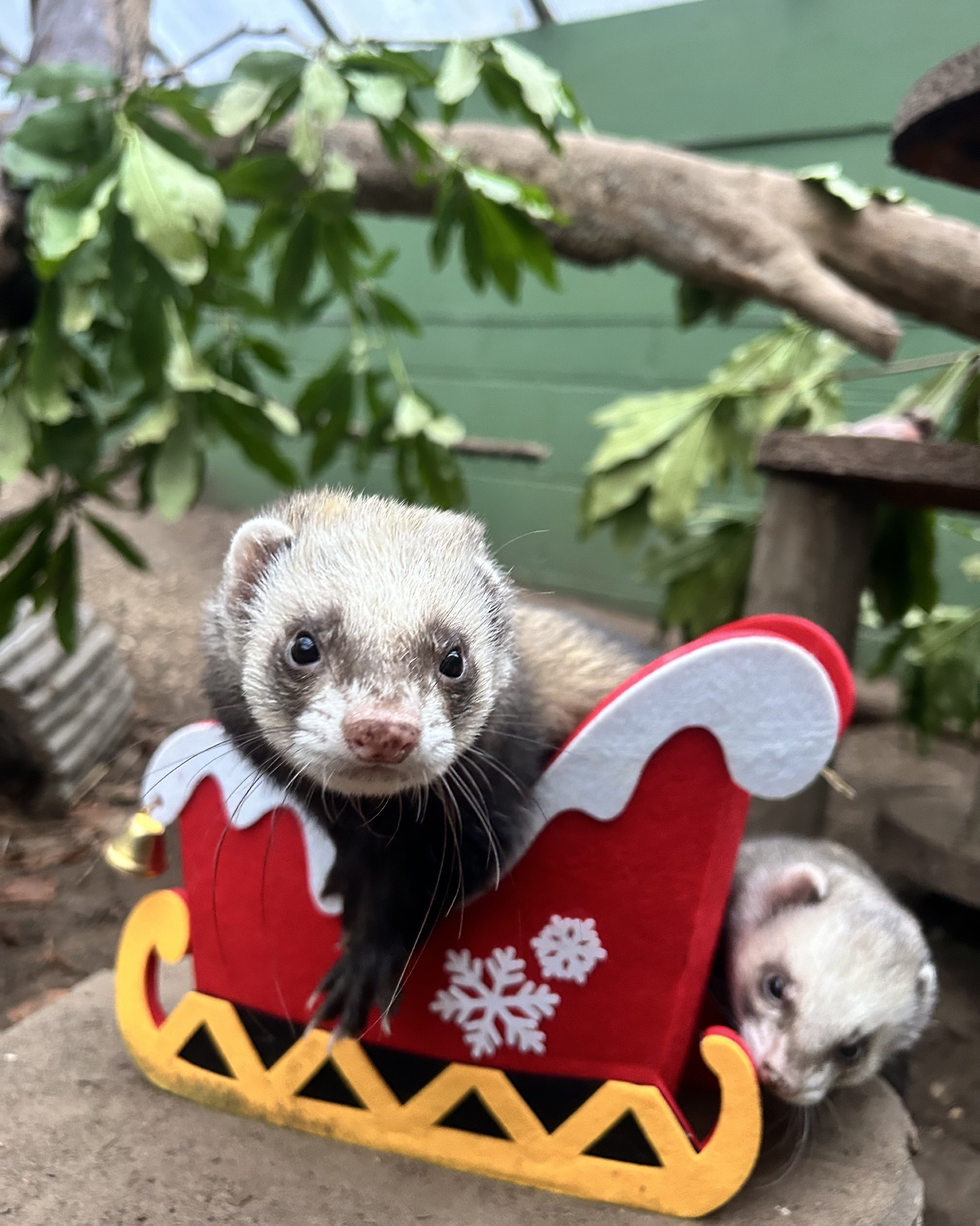 Ferret Christmas