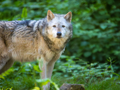 New Forest Wildlife Park 2023 49