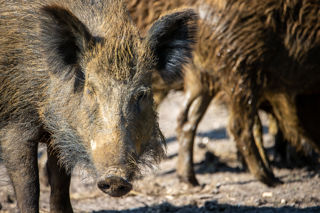 New Forest Wildlife Park 2023 04