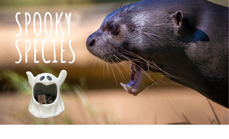 Spooky Species 2024