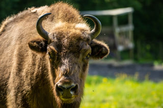 New Forest Wildlife Park 2023 84