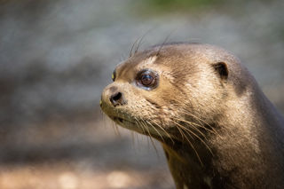 Giant New Forest Wildlife Park 2023 78