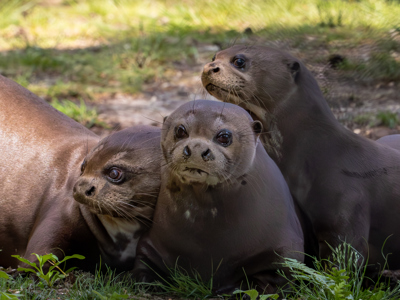 Giant New Forest Wildlife Park 2023 77