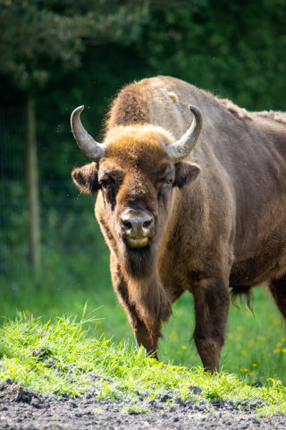 New Forest Wildlife Park 2023 85