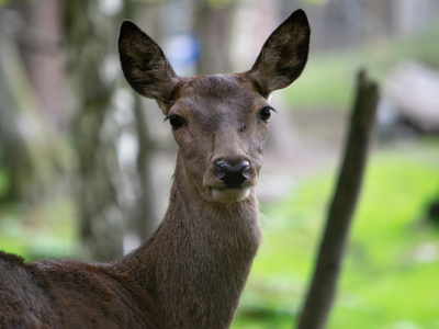 Red Deer