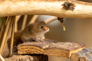 Harvest Mouse (1)