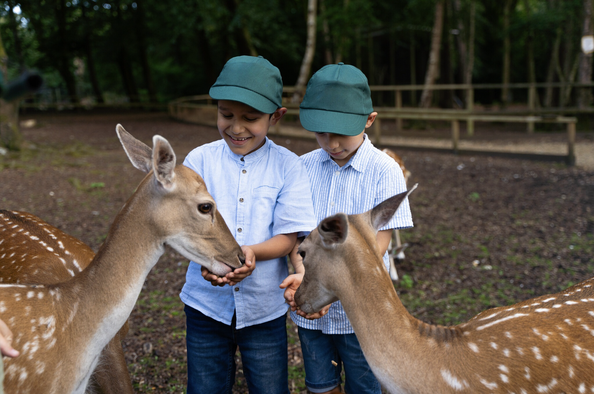 Deer Feeding No Logo