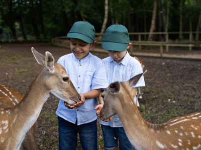 Deer Feeding No Logo