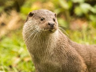 Eurasian Otter