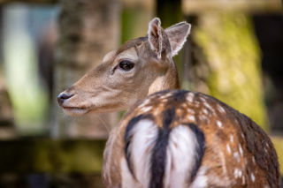 New Forest Wildlife Park 2023 68