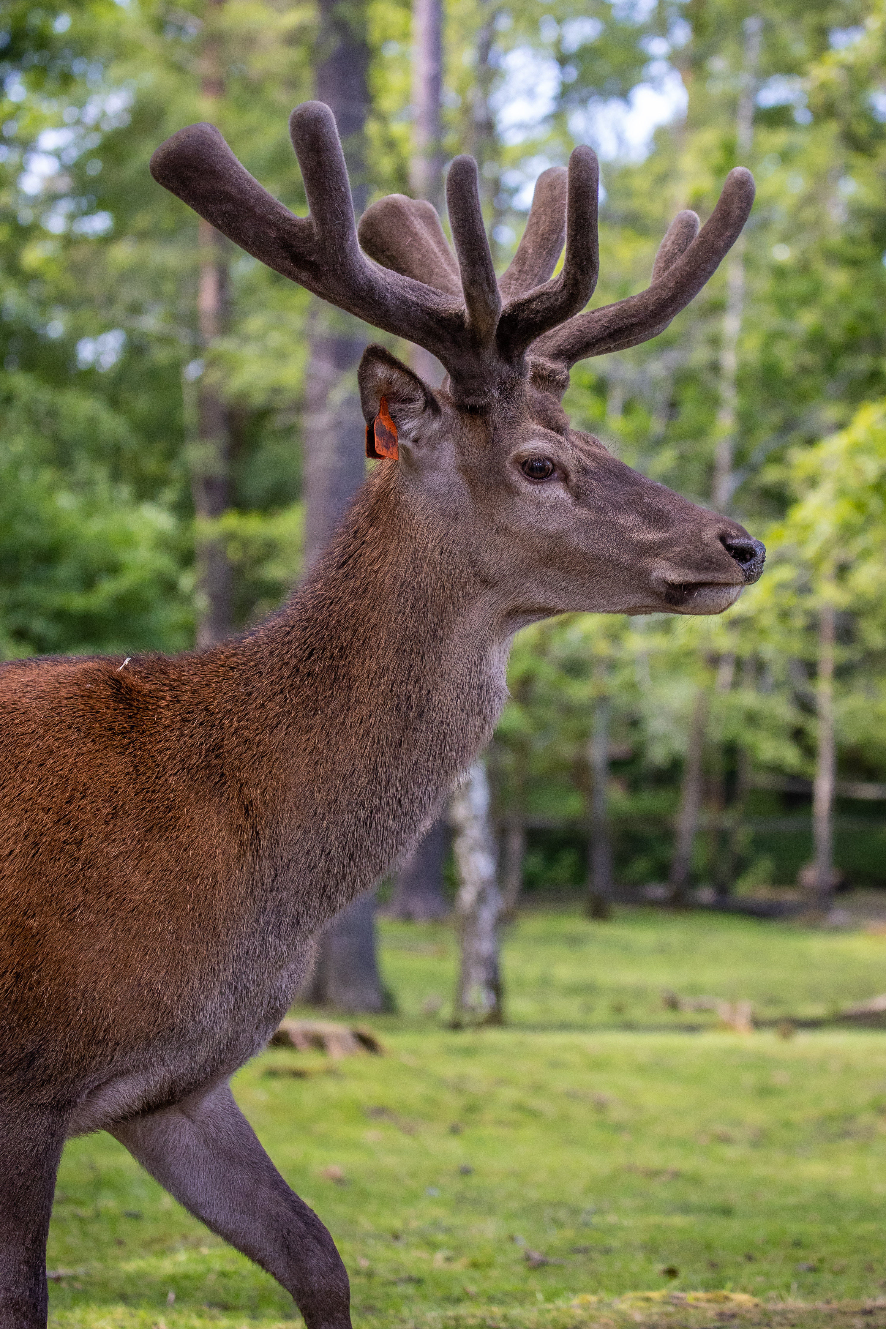 Red Deer (1)