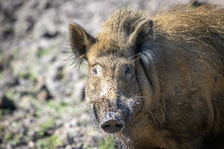 New Forest Wildlife Park 2023 07