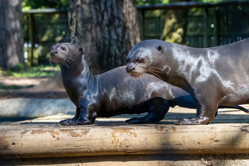 Giant New Forest Wildlife Park 2023 20 (1)