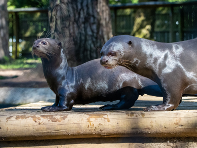 Giant New Forest Wildlife Park 2023 20 (1)