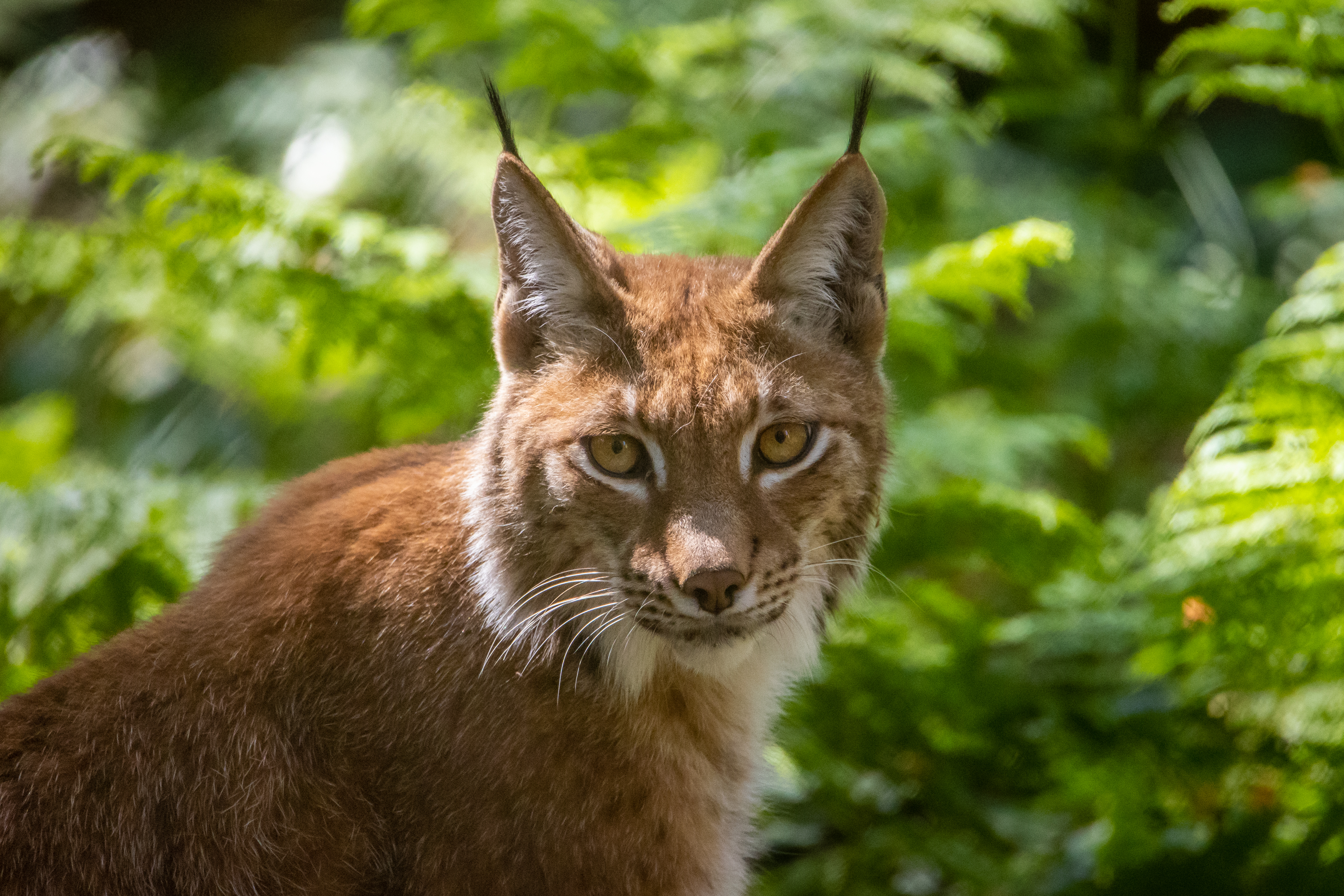 New Forest Wildlife Park | Ashurst, Hampshire