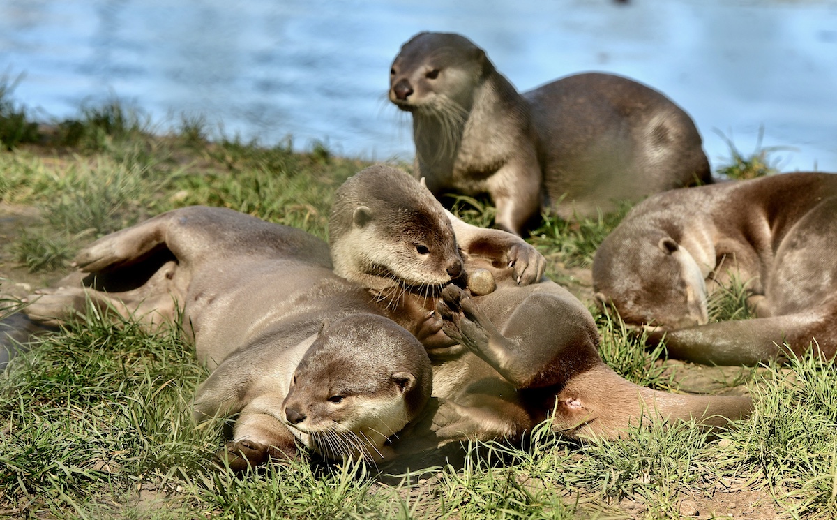 21St June DSC 4943.1