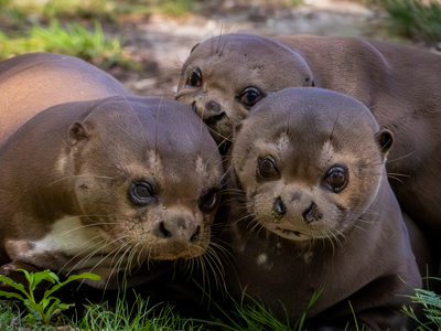 Giant New Forest Wildlife Park 2023 76