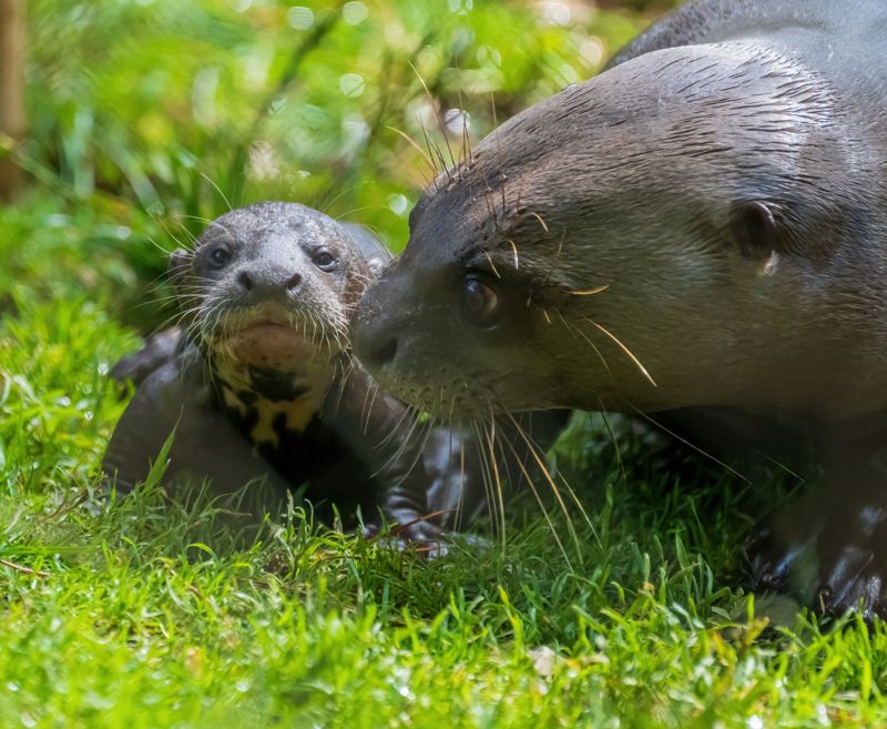 Ari Rana Ben Williams (1)