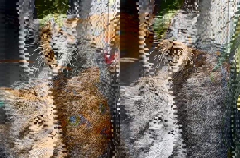 434187211 10161744125063023 6054243942330769011 N