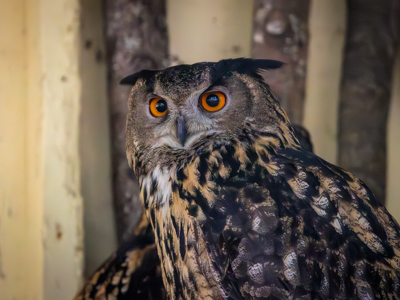 Eurasian Eagel Owl (1)