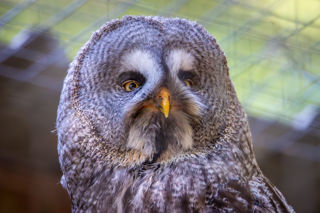 Great Grey Owl