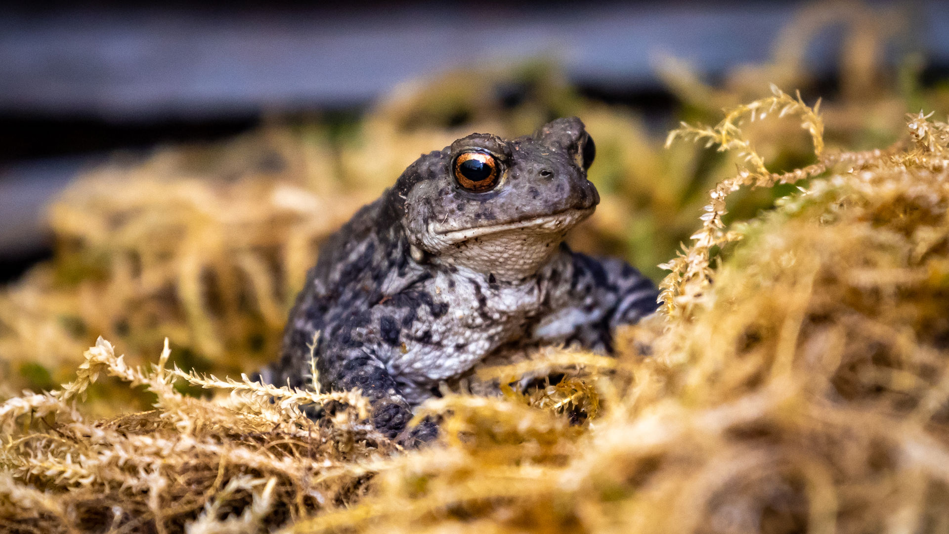 Common Toad