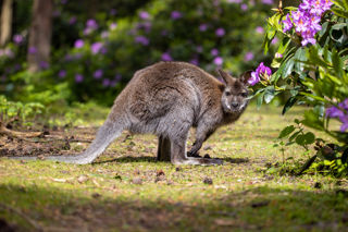 New Forest Wildlife Park 2023 89