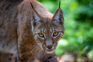 Lynx (1)