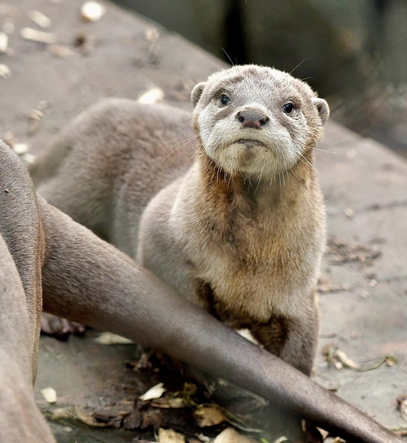 Sco Cub 2 Helen Pinchin