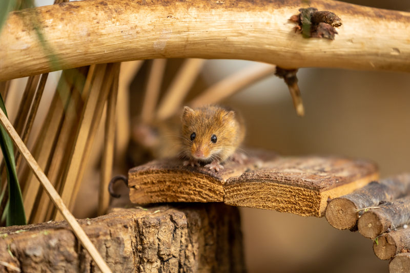 New Forest Wildlife Park 77