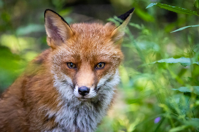 Celebrating National Fox Day: A Closer Look at Our Cunning Red Fox