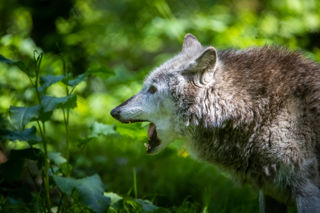 New Forest Wildlife Park 2023 42