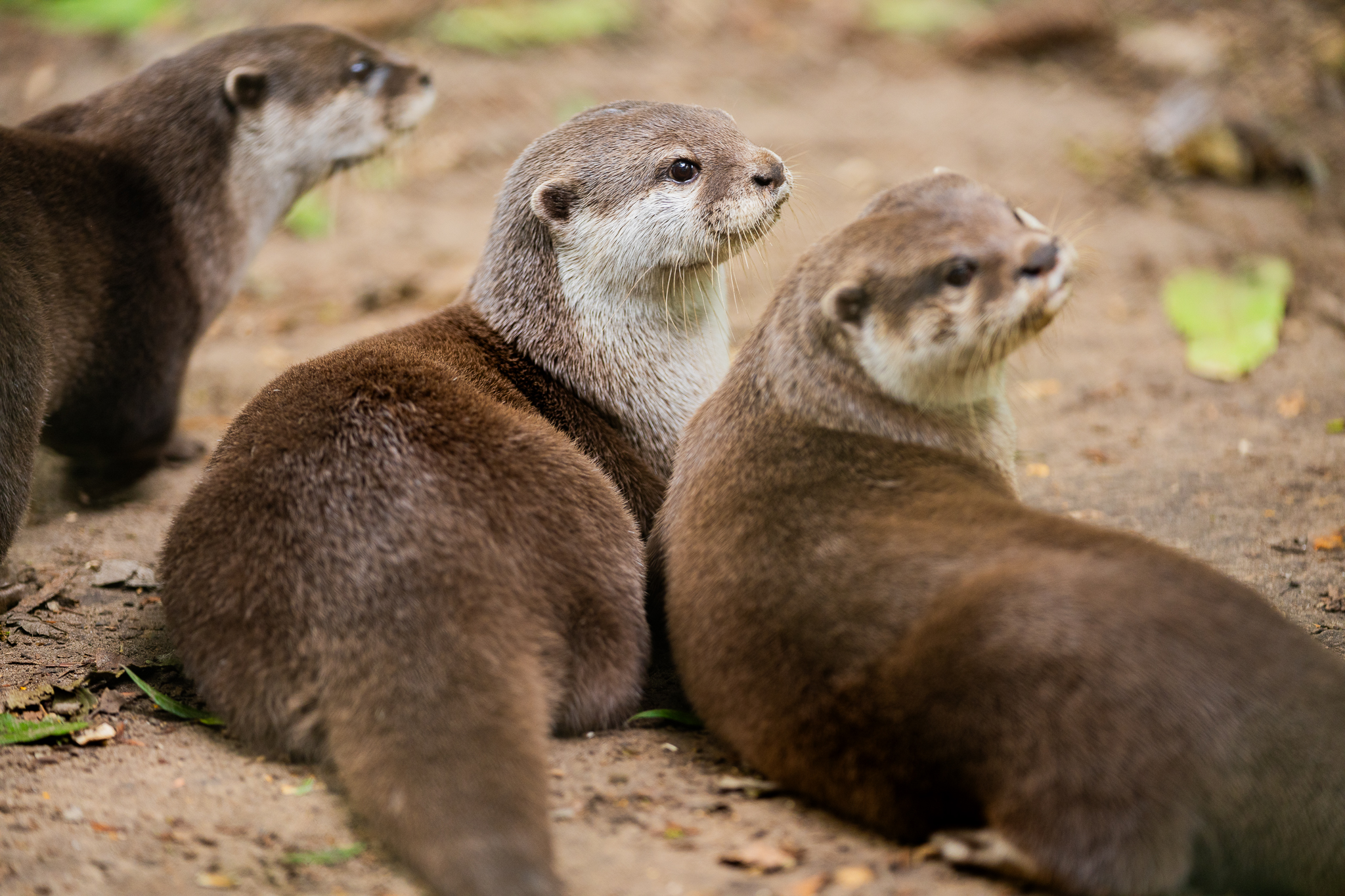 New Forest Wildlife Park | Ashurst, Hampshire