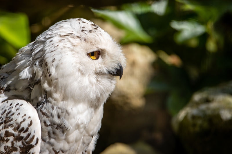 New Forest Wildlife Park 2023 13